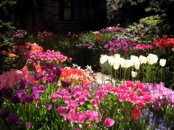 luscious tulips blooming