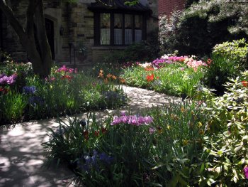 more luscious tulips blooming