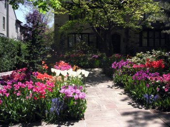 Beautiful house with tulips blooming