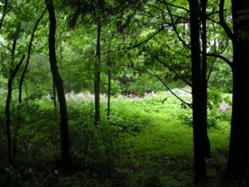 woodland phlox
