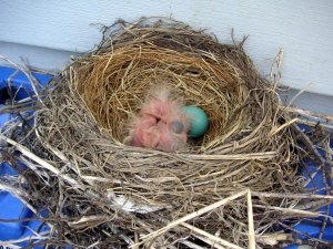 baby robins in their nest