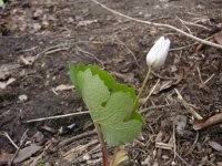 blood root