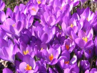 crocus with stamens