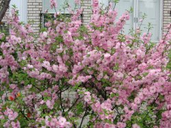 flowering almond