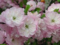 close up of flowering almond blossoms