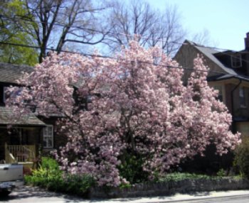 A huge Magnolia tree in full bloom