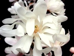 Star Magnolia blossom