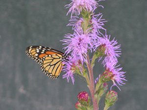 monarch on a liatris blossom