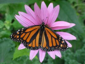 Monarch Butterfly on an Echinacea flower