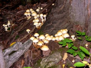 unknown mushroom variety
