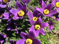 purple pasque flower