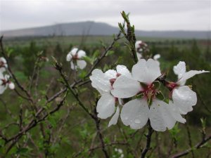 single almond blossom