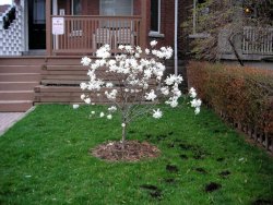 Tiny magnolia tree