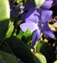 light purple Vinca flower