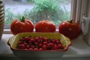 ripe tomatoes on the window sill
