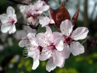 Purple Sandcherry Blossom