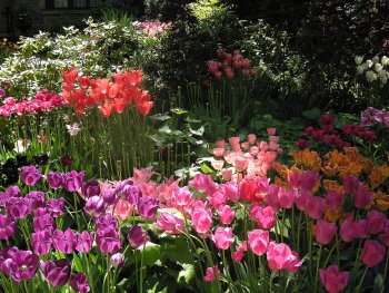 moe luscious tulips blooming