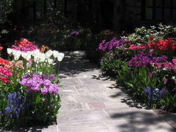 Beautiful house with blooming tulips