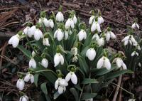 snow drops