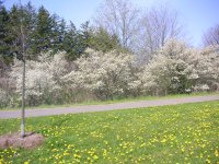 service berry tree in full bloom