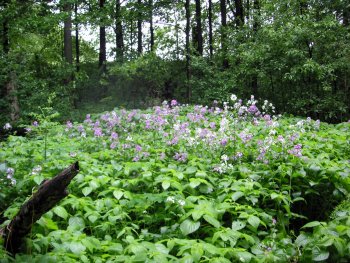 woodland phlox