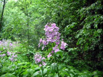 close up woodland Phlox