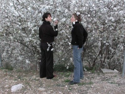 awesome almond blossoms