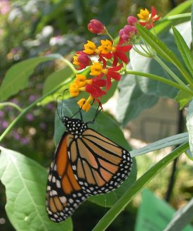 Monarch on Asclepia blossom