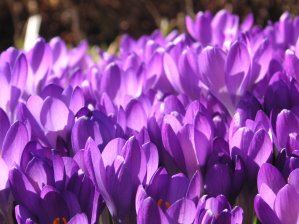 Crocus close up