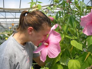 Alex smelling a rose of sharon blossom