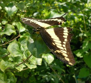 black and yellow butterfly