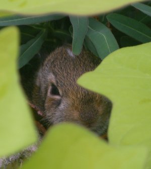 bunny in the potato vine