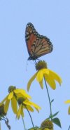 butterfly on a yellow flower