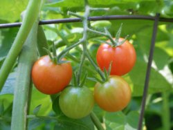 cherry tomatoes