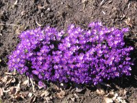 Crocus clump