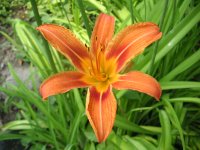 orange daylily blossom