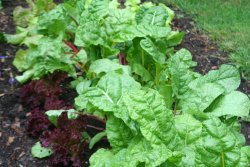 Emma's chard