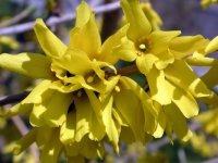 forsythia blossom