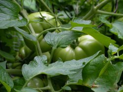 green beef steak tomatoes