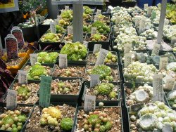 Hens and chicks