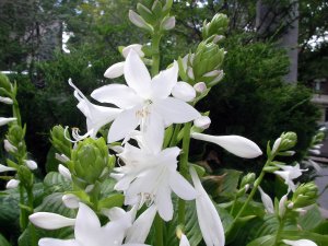 hosta blossom