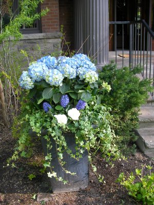 Full urn with a hydrangea plant