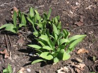 wild leeks