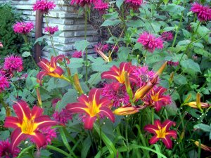 magenta daylillies and monarda