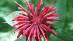 pretty red flower:Monarda - photo credit US FWLS 