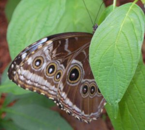 moth wing patterns