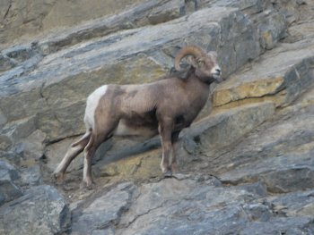A mountain goat on the side of a cliff
