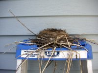 nest on ladder