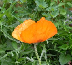 orange poppy flower