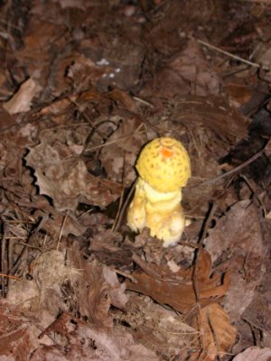 unknown mushroom variety